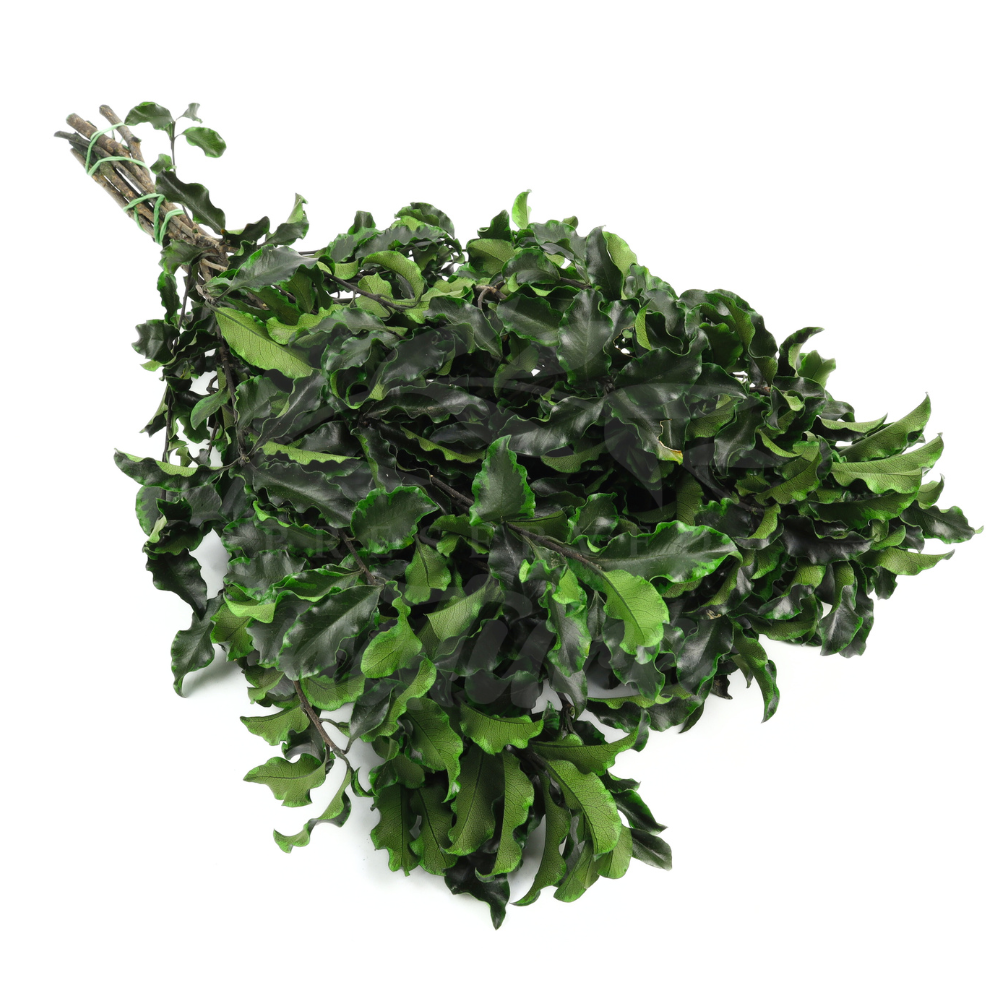 pittosporum stabilizowane zielone green preserved